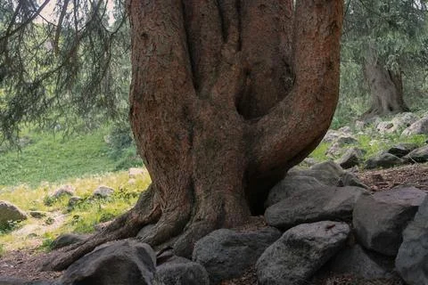 An old spruce tree with five trunks, it is a natural monument of the national Stock Photos