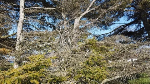 Old spruce tree that is soon dead Stock Footage 119454085