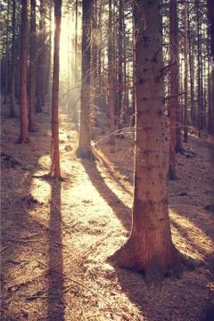 Old spruce tree sun light in forest Stock Photos