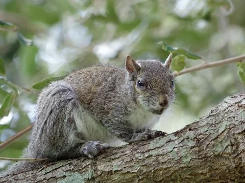 Old Squirrel Stock Photos