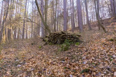 An old stack with trunks in the woods Stock Photos