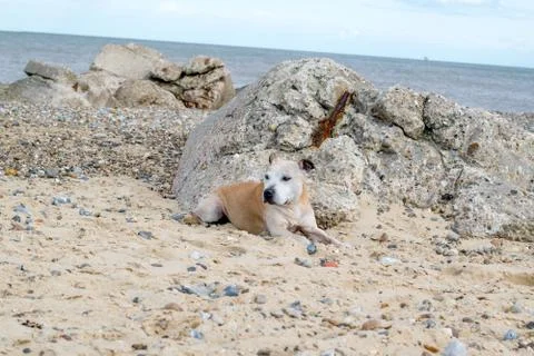Old Staffy Dog at the Beach Stock Photos
