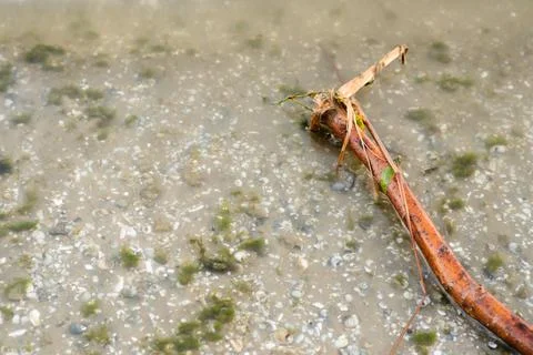 Old stick in the water on the background of seashells and algae Foto stock
