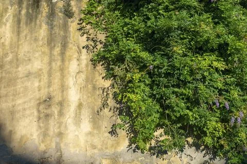 Old stone brick wall texture against creeping plant green leaf Stock Photos