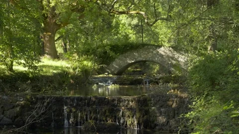 Old stone bridge below old trees and above river Stock Footage 222756361