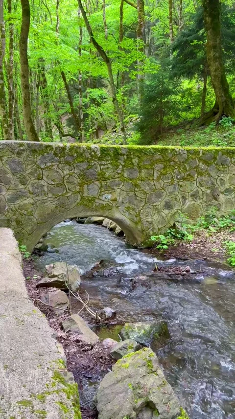 Old Stone Bridge Over Mountain Stream in Lush Green Forest Stock Footage 310210744