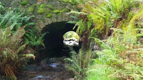 Old stone bridge standing over a slow moving moorland stream. Fern covered .. Stockbeeldmateriaal 261053242