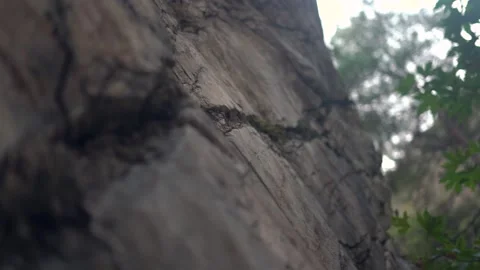 Old stone of brown colour with deep holes and green grass Video stock 143340518