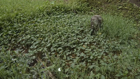 Old stone buddha statue in the middle of a rice field Stock Footage 164459156