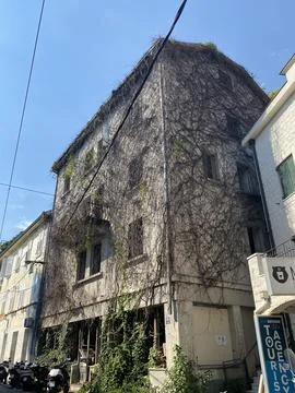 Old stone building facade covered in dry, leafless climbing vines Stock Photos