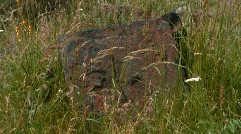 Old Stone Carving Surrounded by Grass Stock Footage 53232678