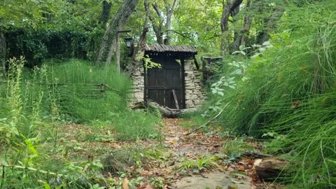 Old stone cellar door hidden in green forest. Stock Footage 319060680