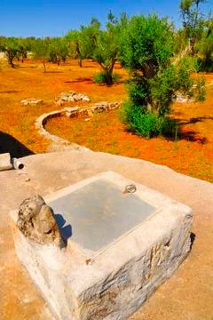 Old stone cistern with ancient olive trees, Salento, Apulia region, south Italy Foto stock