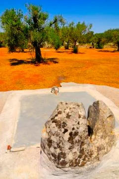 Old stone cistern with ancient olive trees, Salento, Apulia region, south Italy Stock Photos