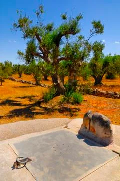 Old stone cistern with ancient olive trees, Salento, Apulia region, south Italy Stock Photos