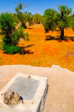 Old stone cistern with ancient olive trees, Salento, Apulia region, south Italy Stock Photos