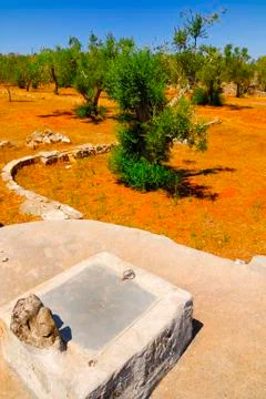 Old stone cistern with ancient olive trees, Salento, Apulia region, south Italy Stock Photos