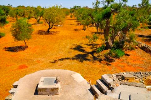 Old stone cistern with ancient olive trees, Salento, Apulia region, south Italy Stock Photos