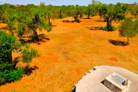 Old stone cistern with ancient olive trees, Salento, Apulia region, south Italy Stock Photos