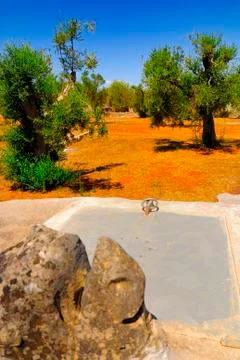 Old stone cistern with ancient olive trees, Salento, Apulia region, south Italy Stock Photos