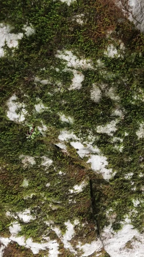 Old stone completely covered with green and yellow moss in the jungle. Stock Footage 272590053