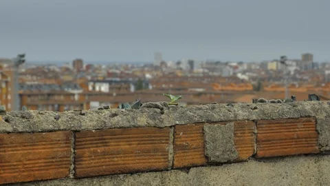 Old stone fence with sharp crashed bottles on the top and city district Stock Footage 94735027