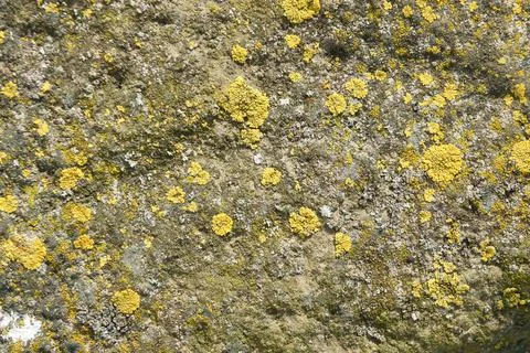 Old stone with green lichen close up. stone textures. stone pattern Stock Photos