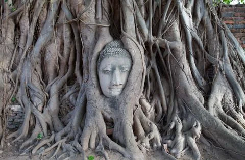 Old Stone Head Buddhist statue trapped in tree Stock Photos