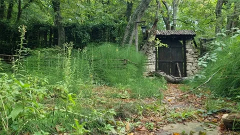 Old stone hut surrounded by green forest and grass Stock Footage 319742706