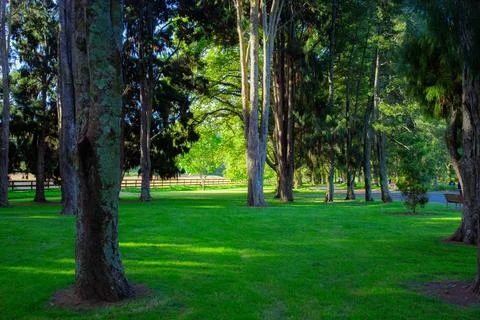 An old stone made tower built on top of green grass hill and trees Stock-Fotos