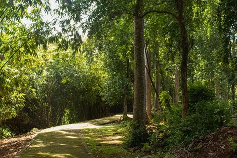 Old stone path around the trees in the park Stock Photos