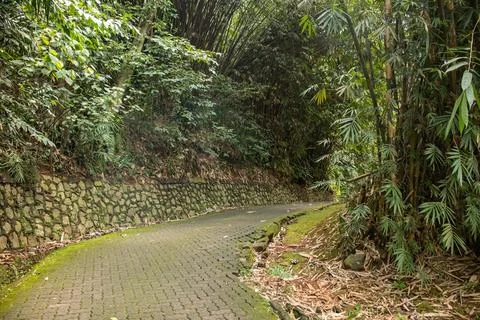 Old stone path in a bamboo forest Stock Photos