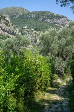 Old stone path leading through green lush vegetation and olive trees toward.. Stock-Fotos