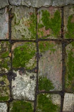 Old stone path in the moss after the rain, selective focus Stock Photos
