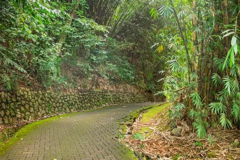 Old stone path with moss in bamboo forest Stock Photos