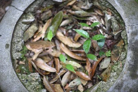 Old stone ring on the ground, filled with old leaves and young sprouts Stock Photos