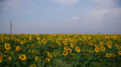 Old stone road in a field Vídeo Stock 62593734