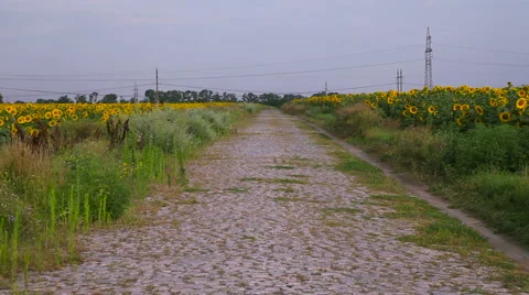 Old stone road in a field Stock Footage 62594171