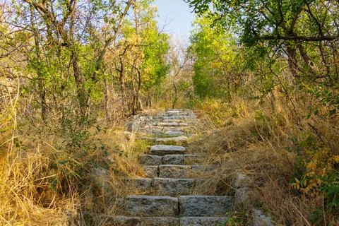 Old stone steps climbing through woodland path with dry grasses and green s.. Foto stock