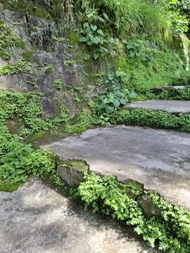 Old Stone Steps Covered with Green Moss and Plants in Tropical Forest Stock Photos