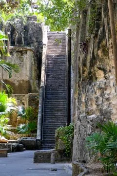 Old stone steps with palm tree Stock Photos