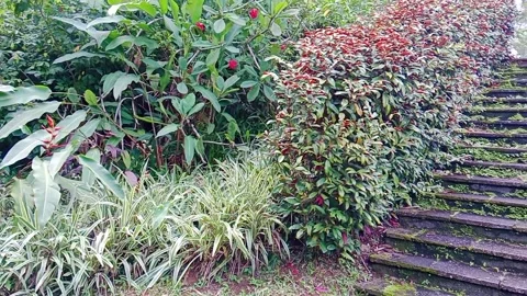 Old stone steps surrounded by green foliage and trees in nature Stock Footage 346335802