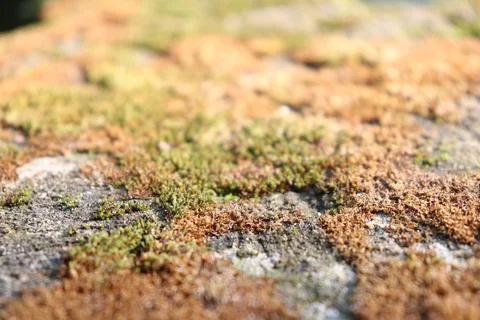 Old stone surface covered with green moss and brown algae closeup detail Stock Photos
