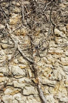 Old stone wall and tree roots Stock Photos