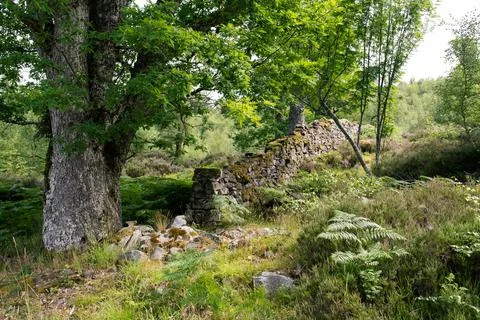 Old stone wall and tree. Nature scene in Scotland. Stock Photos