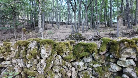 Old stone wall covered with green moss bordering a beautiful forest Stock Footage 344278015