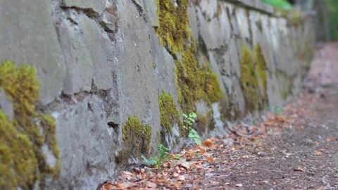 Old stone wall covered with moss Stock Footage 139907368