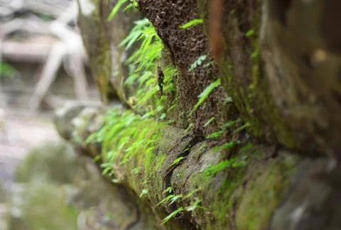 An old stone wall covered with moss and ferns. Stock Photos