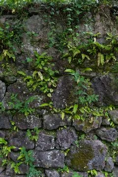 Old stone wall covered with moss and vines background. Stone wall background Stock Photos
