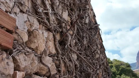 Old stone wall with dry vines 스톡 동영상 317409539